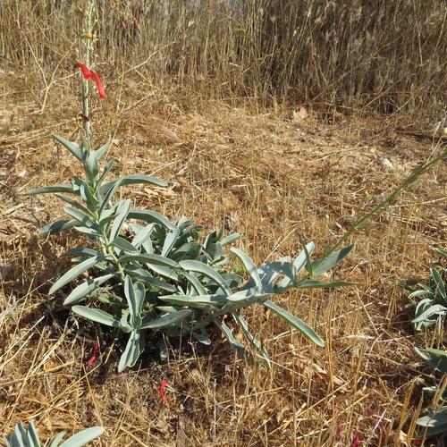 iNaturalist observation photo of scarlet bugler