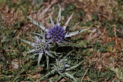 Eryngium glaciale