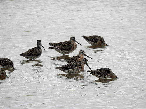 Agujeta gris (Limnodromus griseus)