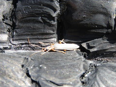 Copidita quadrimaculata