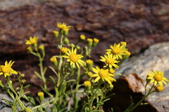 Senecio nevadensis