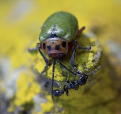 Pseudomyrmex lynceus