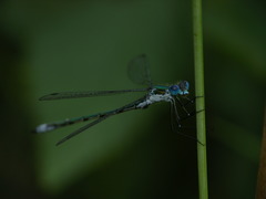 Lestes disjunctus
