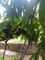 Diospyros latisepala
