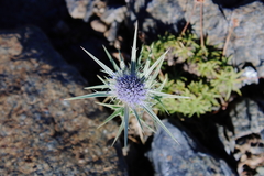 Eryngium glaciale