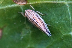 Mocydia crocea