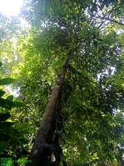 Diospyros latisepala