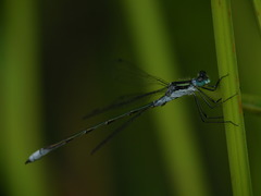 Lestes disjunctus