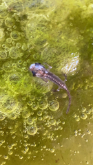 Lissotriton schmidtleri