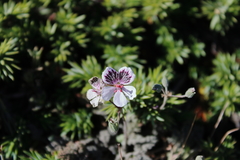 Erodium cheilanthifolium