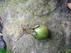 Diospyros latisepala