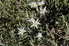 Arenaria pungens