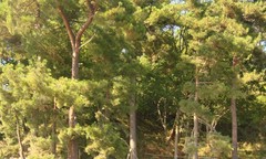 Pinus brutia pityusa