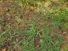 Desmodium tenuifolium