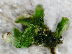 Cladonia strepsilis