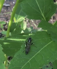 Ichneumon deliratorius