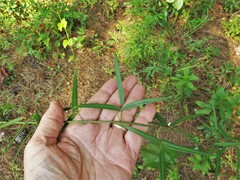 Desmodium tenuifolium
