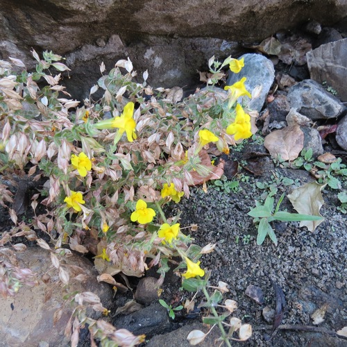 iNaturalist observation photo of seep monkeyflower