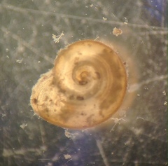 Gyraulus