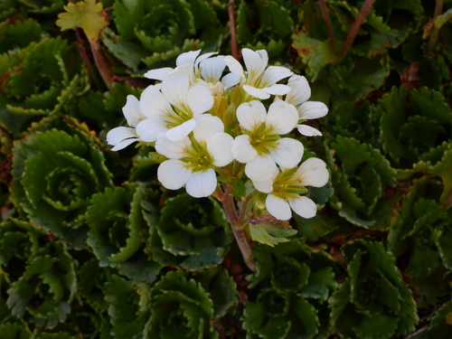 Saxifraga pedemontana