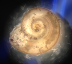 Gyraulus