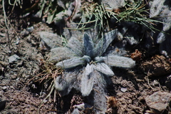 Plantago nivalis