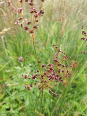 Juncus acutiflorus