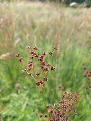 Juncus acutiflorus