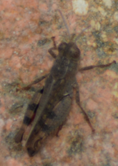 Calliptamus barbarus