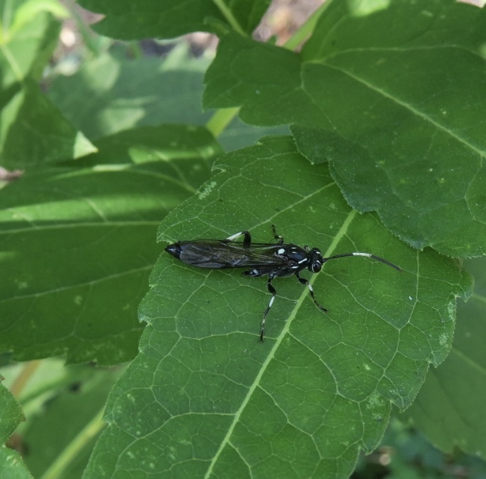 Ichneumon deliratorius Linnaeus, 1758