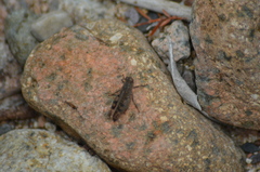 Calliptamus barbarus