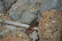 Calliptamus barbarus