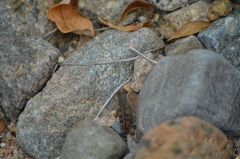 Calliptamus barbarus