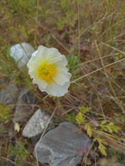 Papaver radicatum
