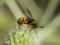 Conops silaceus