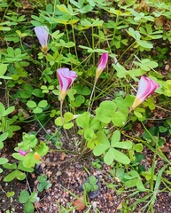 Oxalis tenella