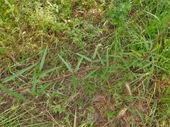 Desmodium tenuifolium