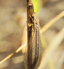 Macronemurus
