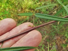 Desmodium tenuifolium