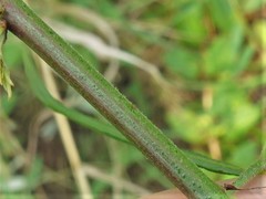 Desmodium tenuifolium