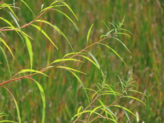 Amaranthus cannabinus