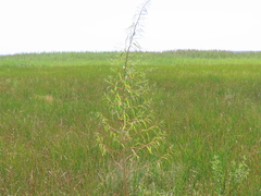 Amaranthus cannabinus