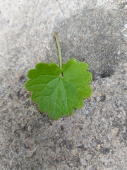 Glechoma hederacea