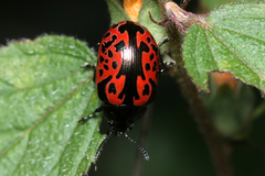 Calligrapha anabelae