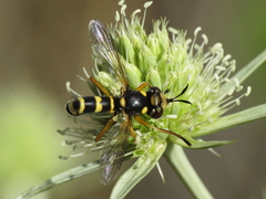Conops silaceus
