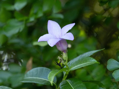 Cryptostegia grandiflora