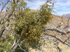 Phoradendron capitellatum