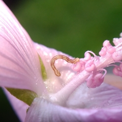 Eupithecia centaureata