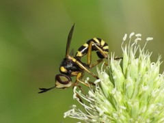 Conops silaceus