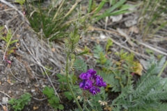 Oxytropis ponomarjevii